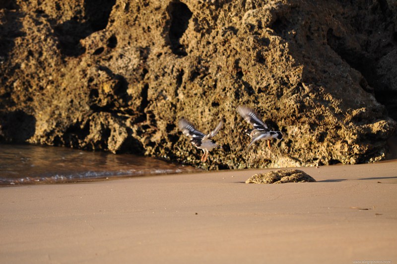 Birds on ocean beach free photo