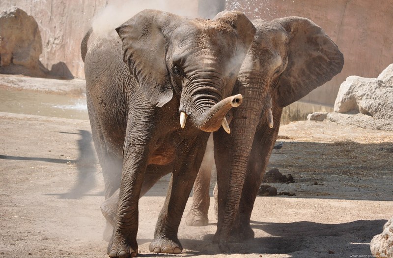 Pair of elephants free photo