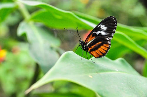 Beautiful orange and black butterfly free photo