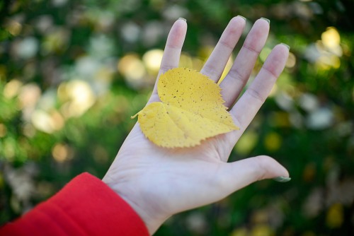 Hand holding yellow autumn leaf free photo
