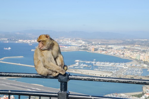 Monkey and port of Gibraltar free photo