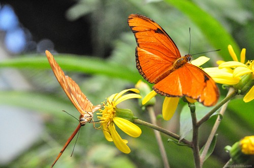 Pair of orange butterflies on flowers free photo