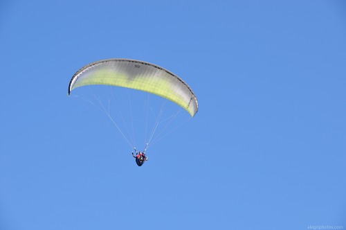 Paraglider coming to land free photo