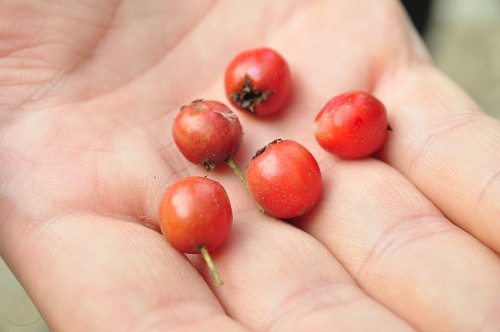 Red berries in hand free photo