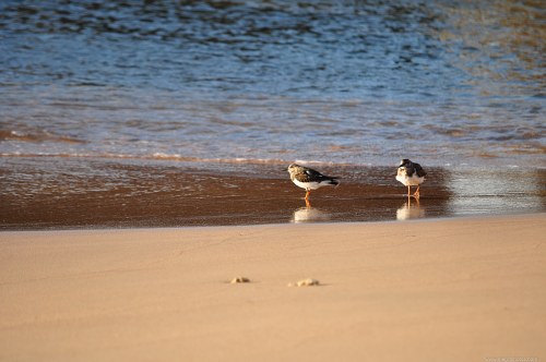 A pair of birds on a beach free photo
