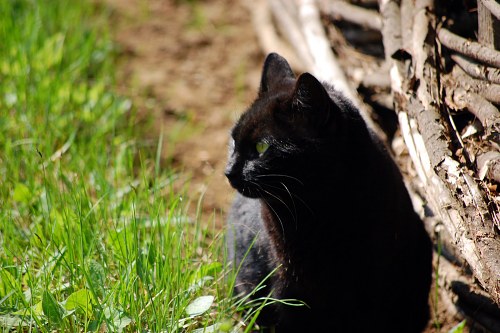 Black cat in grass free photo