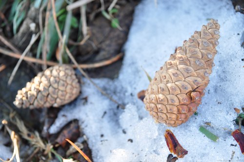 Cones in snow free photo