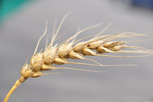 Ear of wheat free photo