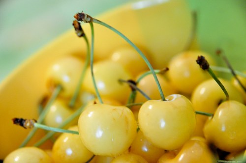 Healthy yellow cherries free photo