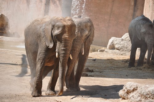 Large elephants at zoo free photo