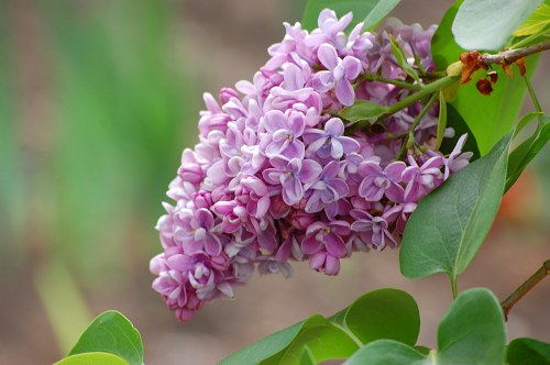 Lilac flowers free photo