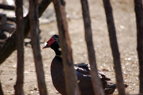 Mute duck in a farm free photo
