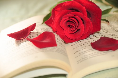 Petals and rose on book free photo