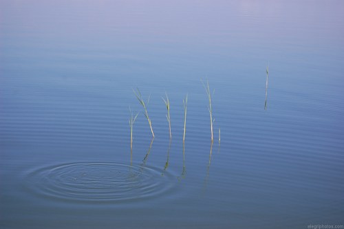 Reed under lake surface free photo