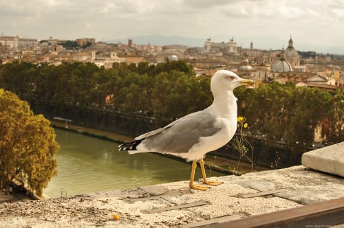 Roman seagull free photo
