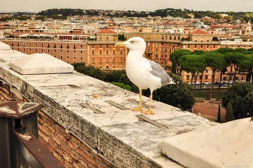 Seagull on Rome rooftop free photo