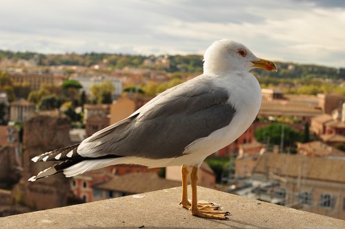 Seagull on city rooftops free photo