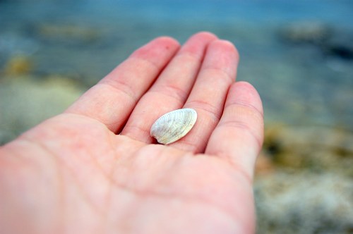 Shell in hand free photo