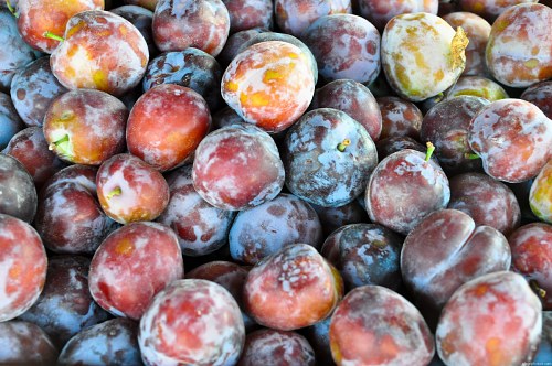 Summer plums free photo