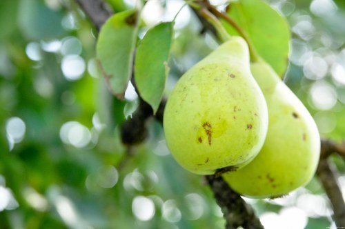 Sweet summer pears free photo